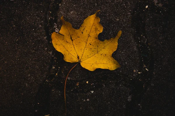 Top View Lonely Yellow Leaf Tiles Rainy Weather — Zdjęcie stockowe