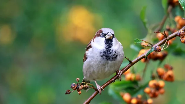Selective Focus Shot Sparrow Firethorn Branch — Stock Photo, Image