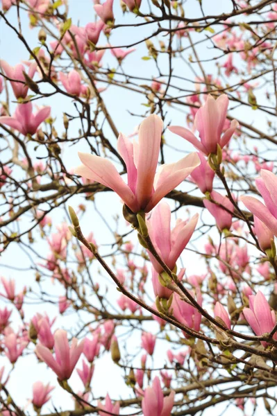 Tiro Vertical Flores Florescendo Magnolia — Fotografia de Stock