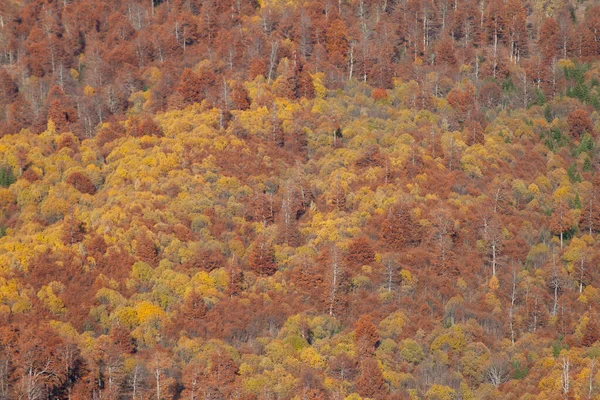 美丽的秋天 森林的景色和树上五彩斑斓的树叶 — 图库照片