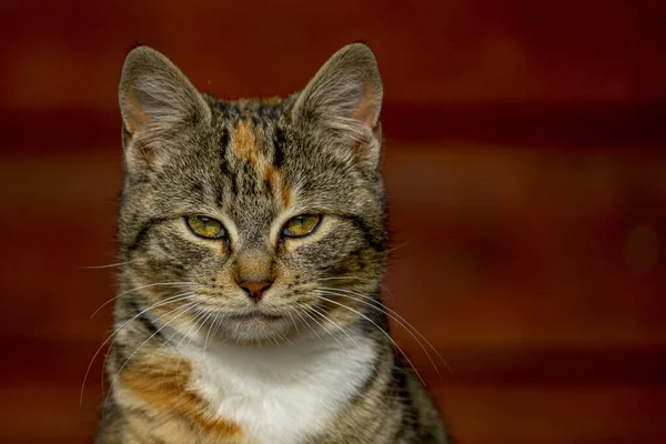 Primo Piano Gatto Adulto Che Guarda Qualcosa Uno Sfondo Sfocato — Foto Stock