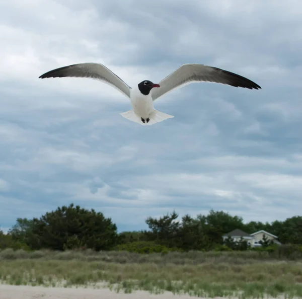 Closeup Laridae Flying Cloudy Sky — Foto Stock