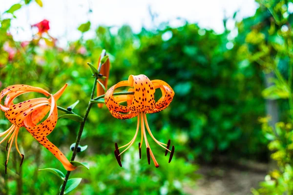 晴れた日に庭に緑の花の芽を持つオレンジ色の斑点のあるユリ タイガーユリ — ストック写真