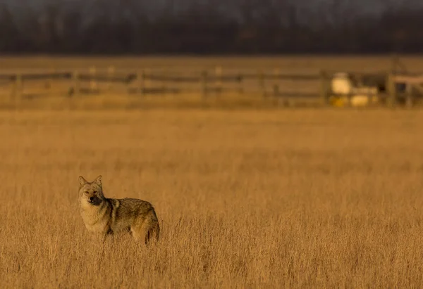 Coyote Field Sunset — стоковое фото