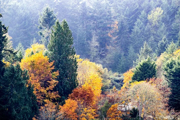 Kolory Jesieni Salt Spring Island Kolumbia Brytyjska Kanada — Zdjęcie stockowe