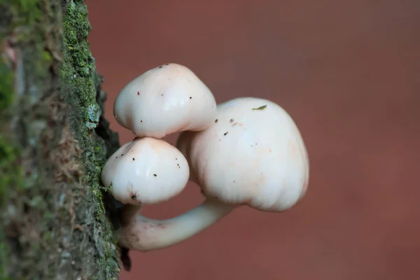 Closeup Group Small Wild White Mushrooms Tree Trunk Blurred Background — Stock Photo, Image