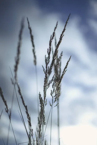 青と灰色の背景を持つフィールド内の小麦の静かな風景 — ストック写真