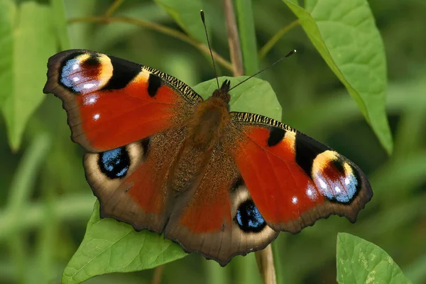 Primer Plano Hermoso Color Fresco Emergió Peacock Buttefly Inachis Con — Foto de Stock