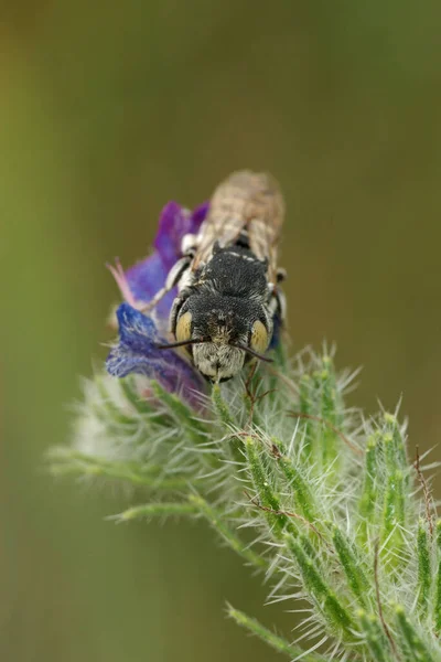 Stäng Ett Gök Coelioxys Argenteus Blå Blommor Viper Bugloss Från — Stockfoto