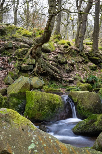 Ormandaki Yosunlu Kayaların Üzerindeki Küçük Bir Derenin Dikey Görüntüsü — Stok fotoğraf