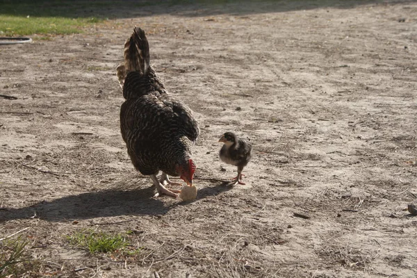 Une Poule Poussin Mangeant Morceau Pain — Photo