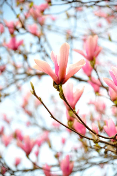Een Verticaal Schot Van Bloeiende Magnolia Bloemen — Stockfoto
