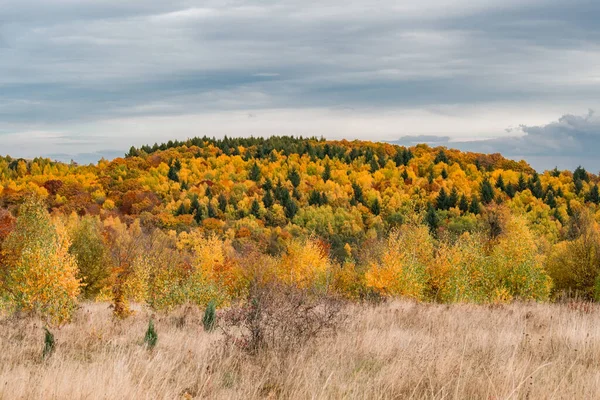 Piękny Jesienny Widok Drzew Gęstym Lesie — Zdjęcie stockowe