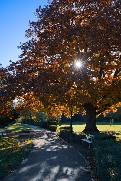 真っ青な空を背景にベンチが置かれた公園では 秋の高密度の木々の垂直ショット — ストック写真