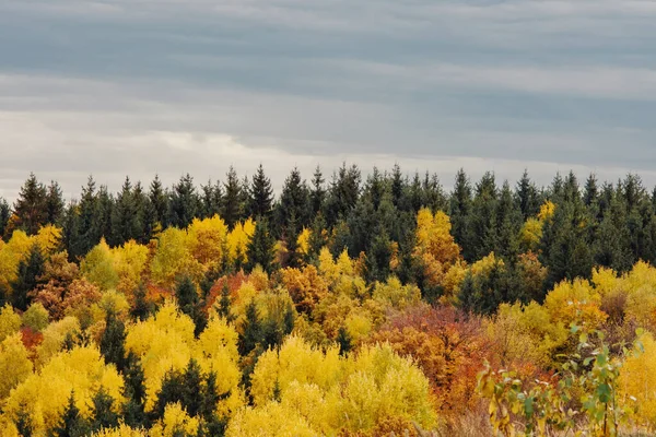 Красивый Осенний Вид Деревья Густом Лесу — стоковое фото