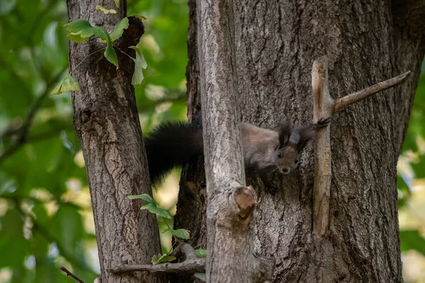 Mignon Écureuil Moelleux Sur Tronc — Photo