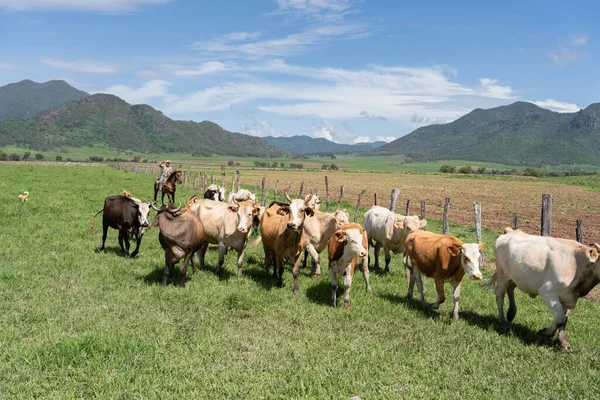 Mascota Jalisco Mexico 2021年7月13日 メキシコのハリスコ州マスコタの晴れた日に畑で牛の群れ — ストック写真