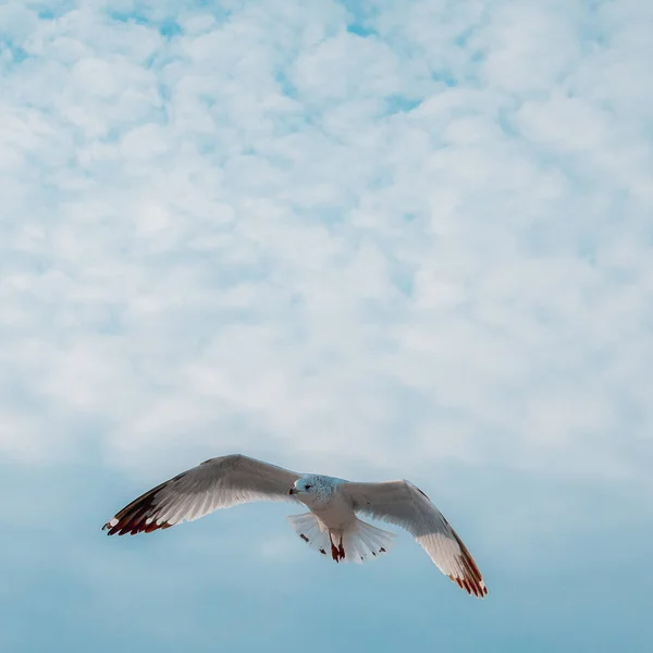 Een Meeuw Die Hoog Bewolkte Lucht Vliegt Een Zonnige Dag — Stockfoto
