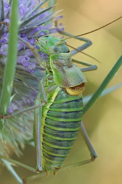 Vertical closeup on a Western saddle-back bush cricket , Ephippiger diurnus, eating plants in the Gard, France