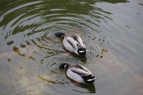 一对夫妇漂浮在池塘上的鸭子 — 图库照片