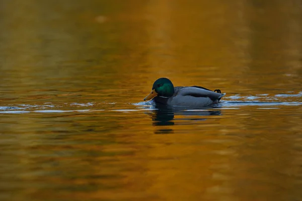 Een Close Shot Van Een Mallard Eend Het Wateroppervlak Vijver — Stockfoto