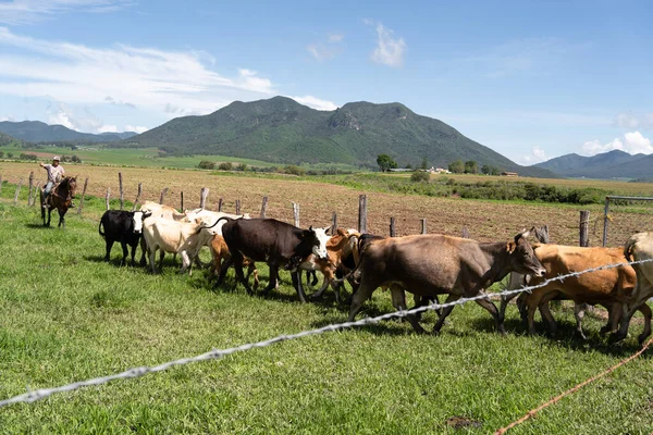 Mascota Jalisco Mexiko Juli 2021 Eine Herde Kühe Auf Dem — Stockfoto
