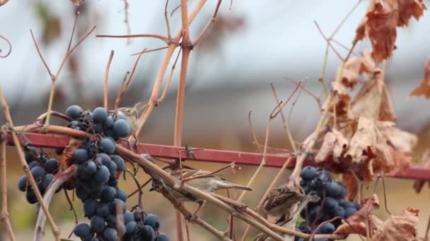 Primer Plano Racimo Uvas Rojas Una Rama Árbol — Vídeos de Stock