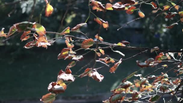 秋の紅葉 秋の植物 — ストック動画