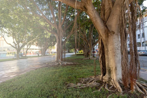Zbliżenie Ujęcie Ficus Benjamina Drzewo Parku — Zdjęcie stockowe