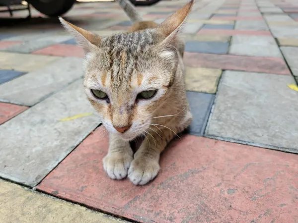 Close Cute Domestic Cat Outdoors Mumbai India — Stock Photo, Image