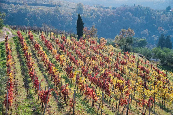 Vigneto Autunnale Una Collina Colli Euganei Italia — Foto Stock