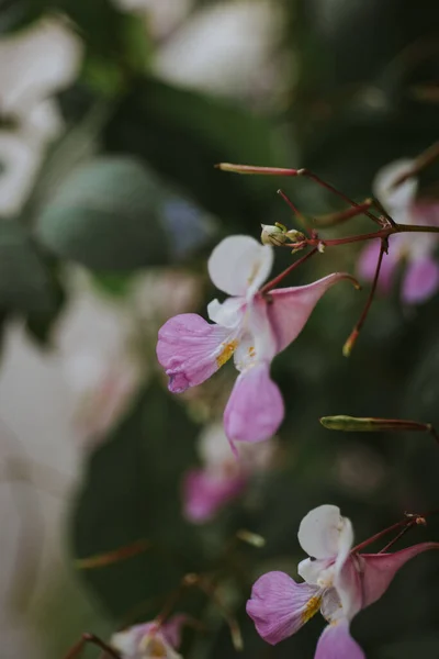 Ένα Κάθετο Πλάνο Μοβ Λουλουδιών Έναν Κήπο — Φωτογραφία Αρχείου
