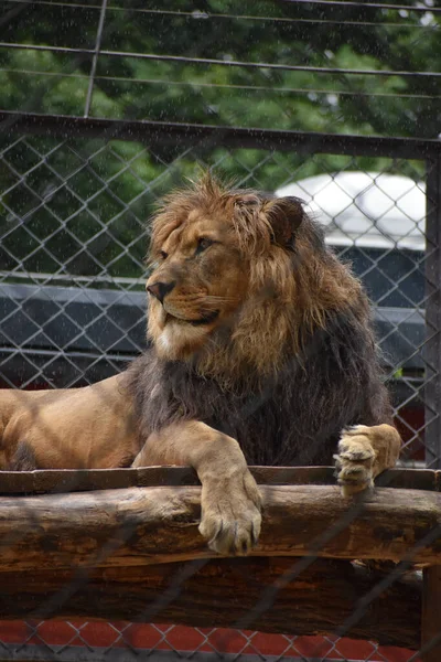 Μια Κάθετη Βολή Λιονταριού Ακουμπισμένη Στο Ξύλο Του Ζωολογικού Κήπου — Φωτογραφία Αρχείου