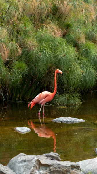 Phoenicopterus Ruber Cativeiro Grande Grupo Flamingos Vermelhos Água — Fotografia de Stock