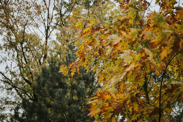 Die Nahaufnahme Der Gelben Herbstblätter — Stockfoto