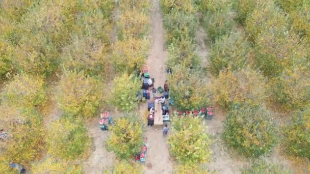 Elma Çiftliğinin Hava Görüntüleri — Stok video