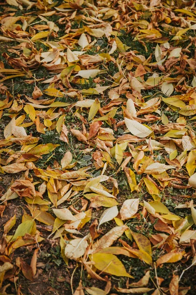 Plan Vertical Des Feuilles Jaunes — Photo