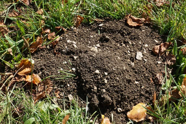 Shot Autumn Leaves Ground — Stock Photo, Image