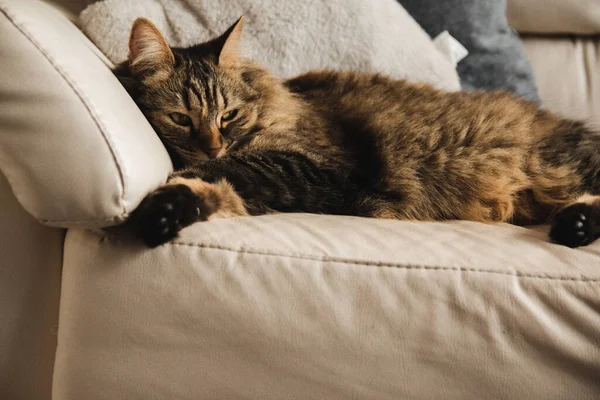 Kanepede Yatan Sevimli Bir Kedinin Yakın Plan Çekimi — Stok fotoğraf
