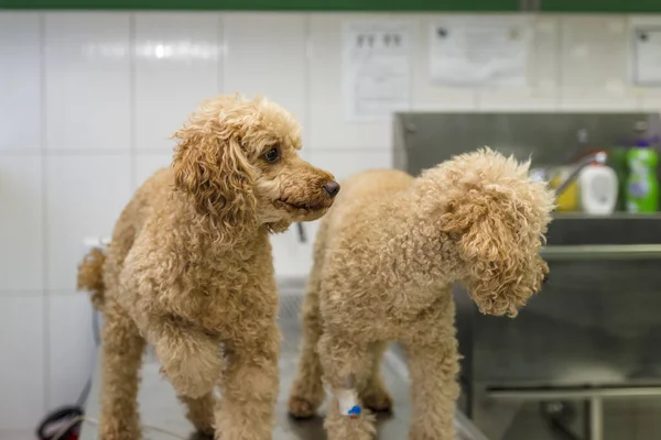 Una Toma Selectiva Dos Caniches Clínica Veterinaria — Foto de Stock