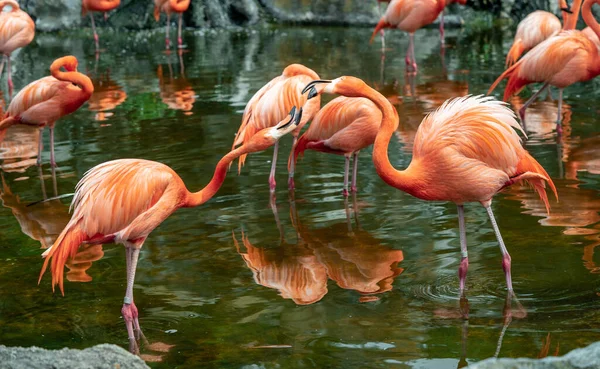 Fenikopterus Yakutu Esaret Altında Suda Büyük Bir Kırmızı Flamingo Grubu — Stok fotoğraf