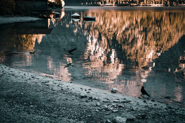 Vacker Bild Svarta Fåglar Nära Sjö Ett Berg — Stockfoto