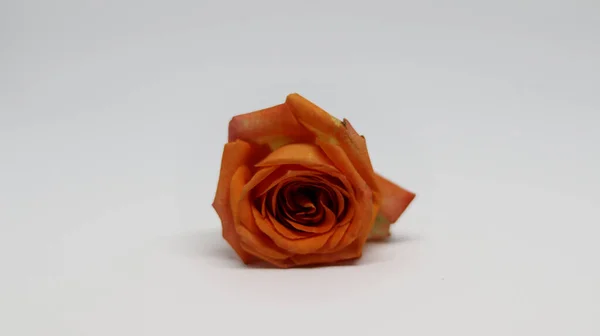 Die Orangefarbene Rose Isoliert Auf Weißem Hintergrund — Stockfoto