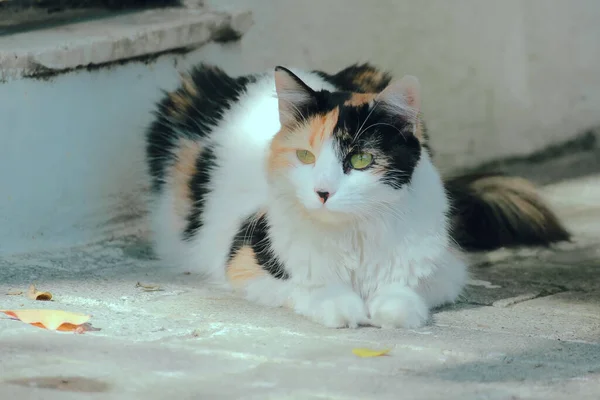 Tiro Perto Gato Deitado Chão Olhando Para Lados — Fotografia de Stock