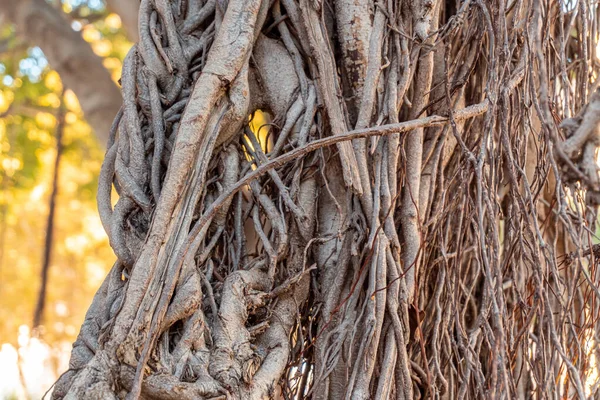 Κοντινό Πλάνο Των Ριζών Του Δέντρου Ficus Benjamina — Φωτογραφία Αρχείου