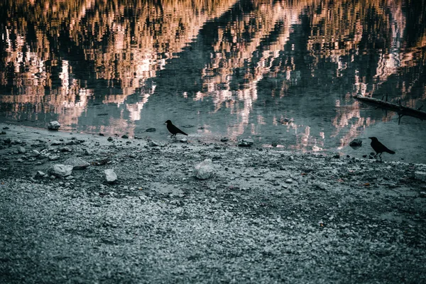 Piękne Ujęcie Czarnych Ptaków Pobliżu Jeziora Górach — Zdjęcie stockowe