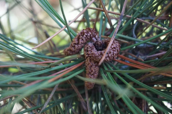 Closeup Shot Branch Fir Tree — Stock Photo, Image