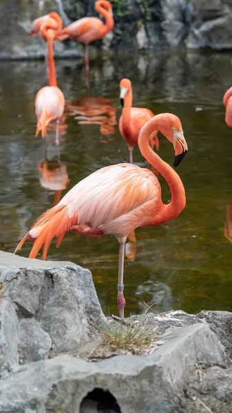 Phoenicopterus Ruber Zajetí Velká Skupina Červených Plameňáků Vodě — Stock fotografie