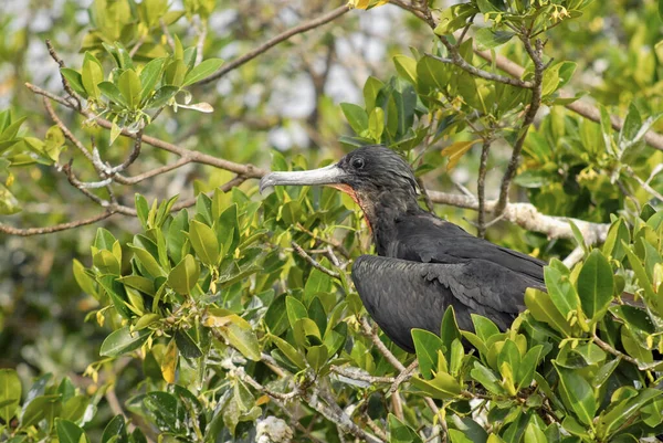 Perfil Lateral Magnífico Fragata Fregata Magnificens Uma Árvore Rio Lagarto — Fotografia de Stock