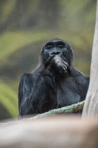 捷克共和国克拉洛夫动物园里一只猴子在栖息地中的垂直镜头 — 图库照片